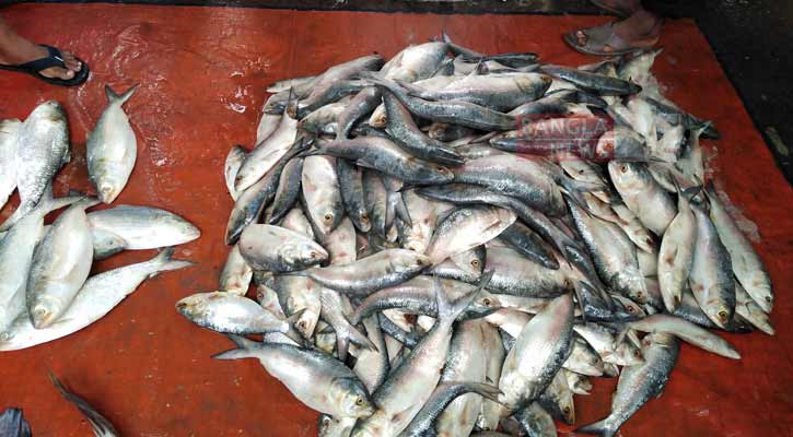 ভরা মৌসু‌মেও ইলিশ কম ব‌রিশা‌লের পাইকা‌রি বাজা‌রে