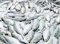 লোকাল ইলিশ শূণ্য বাজার, সামুদ্রিক ইলিশ মিলছে নামেমাত্র