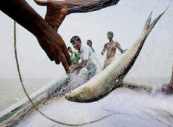 ১৪ অক্টোবর থেকে ২২ দিন ইলিশ ধরা নিষিদ্ধ