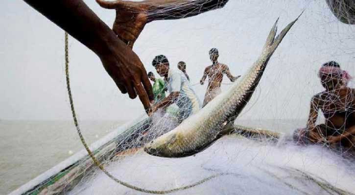 ১৪ অক্টোবর থেকে ২২ দিন ইলিশ ধরা নিষিদ্ধ