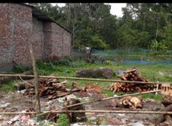 দুই লক্ষ টাকার গাছ ২৫ হাজার টাকায় বিক্রি করলেন সড়ক পরিদর্শক আজিজ!