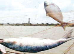 ইলিশ ধরায় ৪ দিনে ১১৬ জেলের জেল-জরিমানা