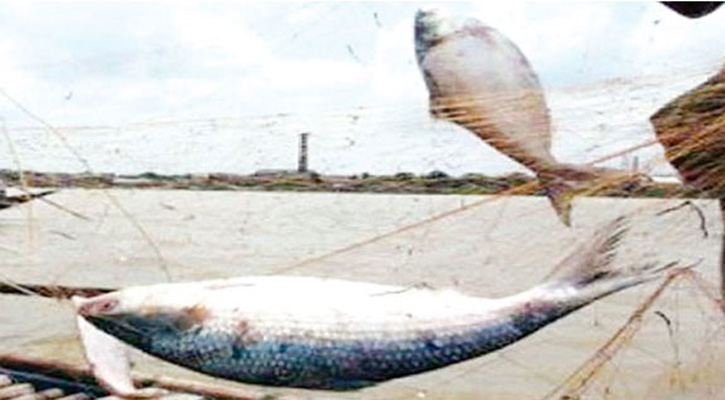 ইলিশ ধরায় ৪ দিনে ১১৬ জেলের জেল-জরিমানা