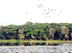 দুর্গাসাগরে ডানা ঝাপটে পরিযায়ীদের কলকাকলি