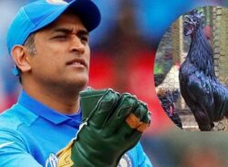 মুরগির খামার দিচ্ছেন ধোনি