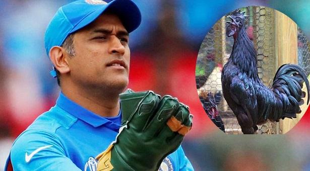 মুরগির খামার দিচ্ছেন ধোনি