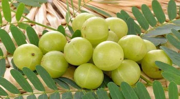 কমলালেবু, আম ও কলার চেয়ে বহুগুণ বেশি ভিটামিন আমলকিতে